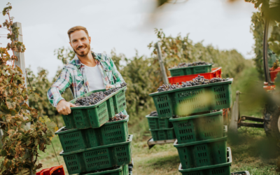 Todo lo que debes saber sobre la vendimia 